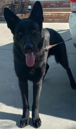 Black AKC REGISTERED MALE German Shepherd