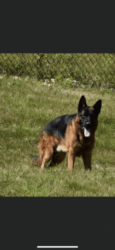 West German puppies for sale