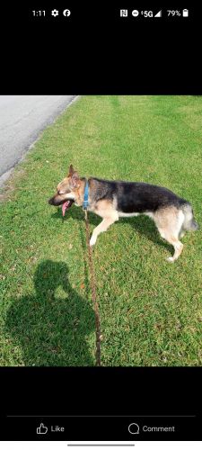 German shepherds puppies full breed