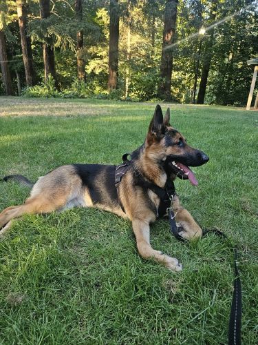 18 month male german shepard