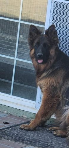 German Shepherd puppies for sale AKC certified