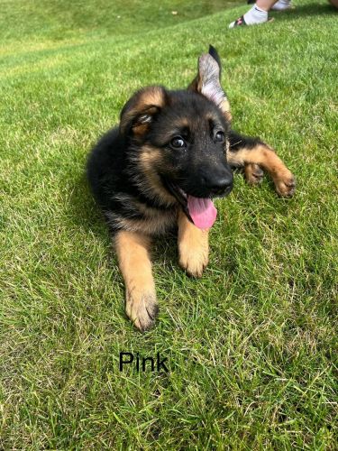 AKC German Shepherd puppies
