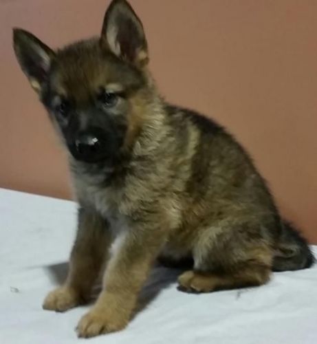 German Shepperd Puppies in for sale