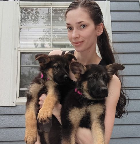 German Sheoherd Puppies