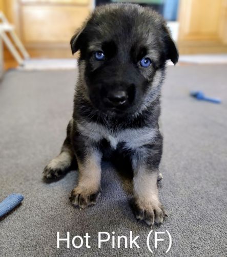 German Shepherd/Shepsky Puppies