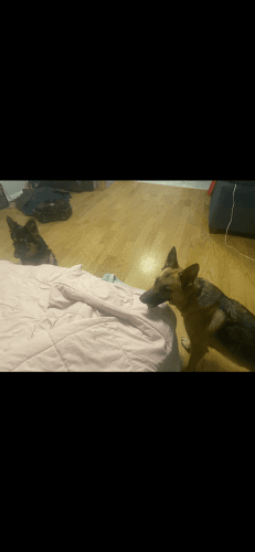 Ranger and Luna. (Please read description)