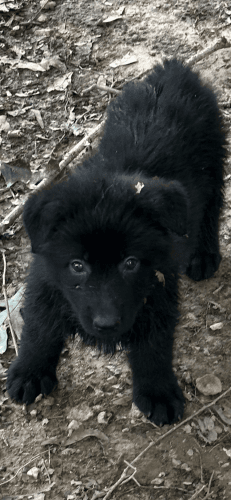 German Shepherd puppies