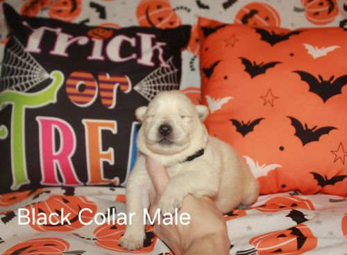 White german shepherd puppies