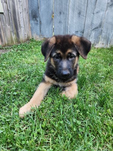 German shepherd puppies