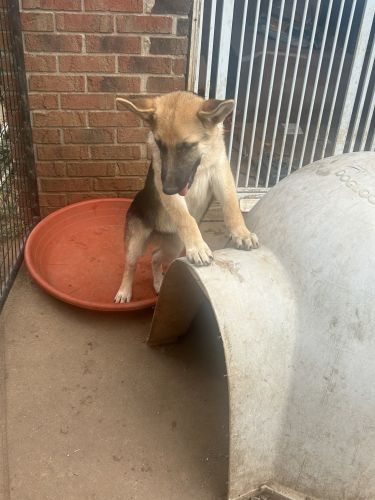 CKC German Shepherds