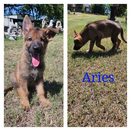 German shepherd babies!!