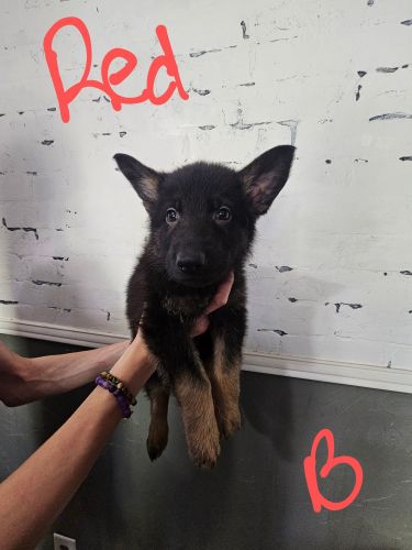 2 German shepherd puppies for rehomen