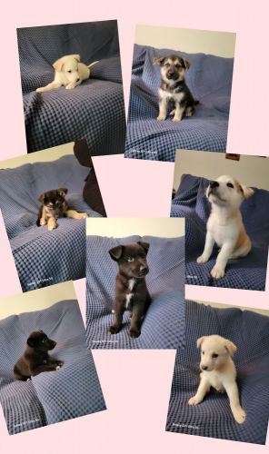 7 w, german shepherd husky mix