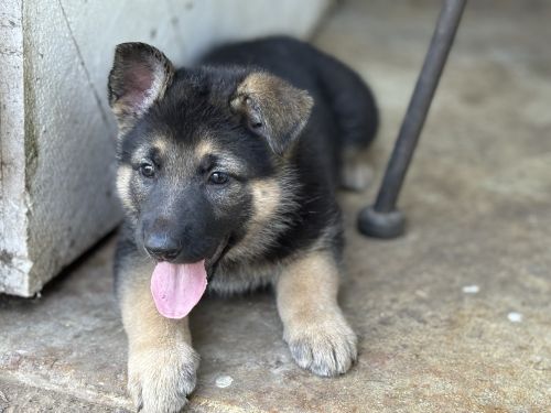 9 week old German Shepherd Pups