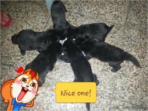 I want to sell german shepherd pups