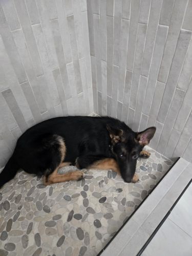 German shep male puppy 4 mo old