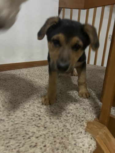 AKC German Shepherd Puppy