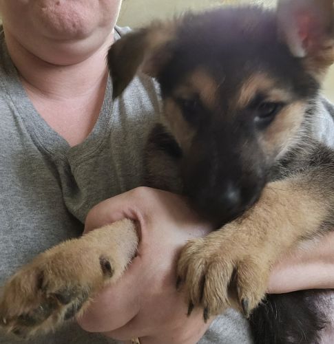 German shepherd pups