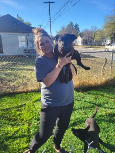 German Shepherds Beautiful all black and Sable AKC registered