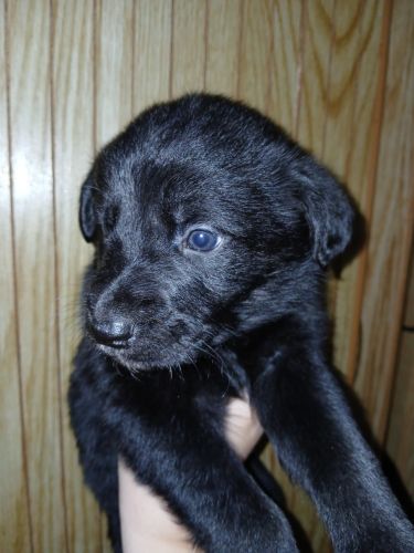 Pure Bred German/Huntaway Shepard Puppies