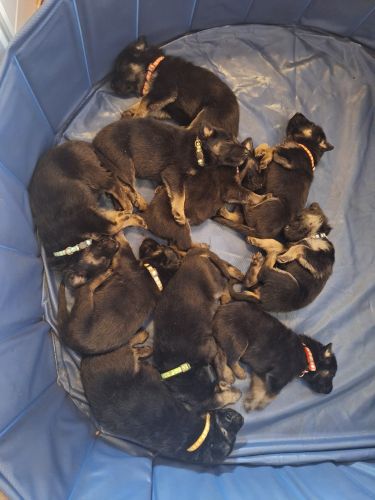 German Shepherd Puppies - Only 5 left