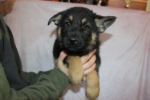 Large Old Fashioned Straight Back German Shepherds