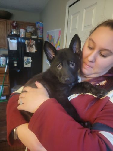 Black German Shephards