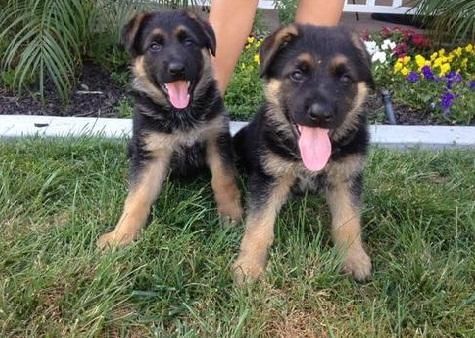 Cute locking German shepherd for sale