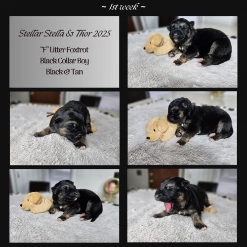 AKC German Shepherd Puppies