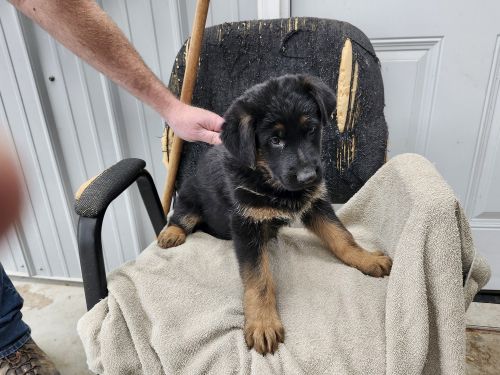 German Shepherd Puppies for sale in Gravois Mills, MO 65037, USA. price: $400