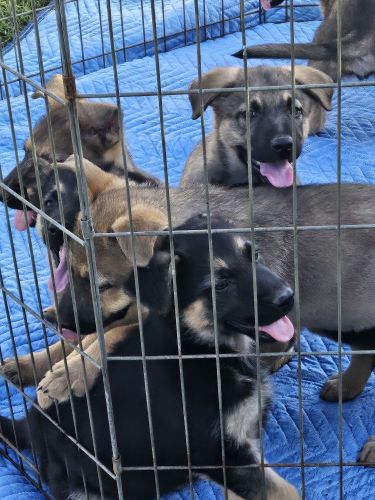 Looking for New Home