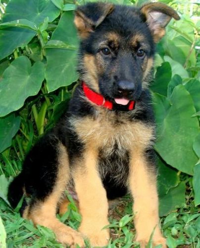 TTY German Shepherd Dog