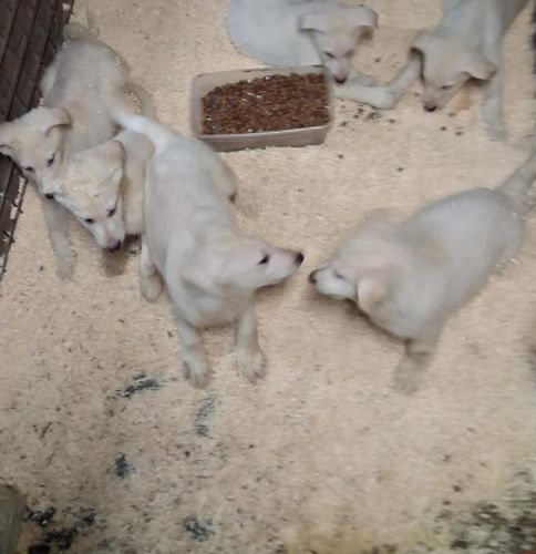 Pure Bred AKC Pups with papers