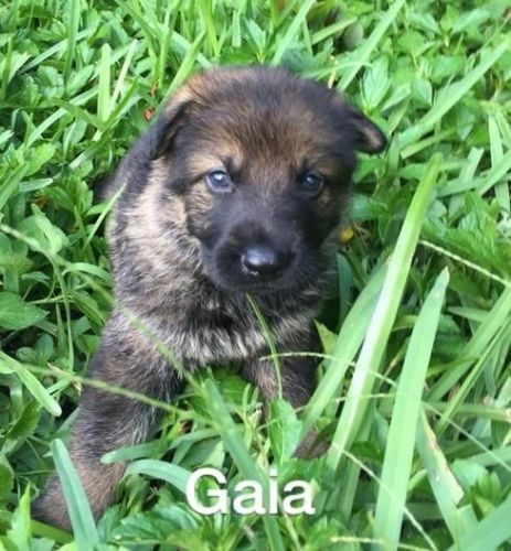 lovable german shepherd pups