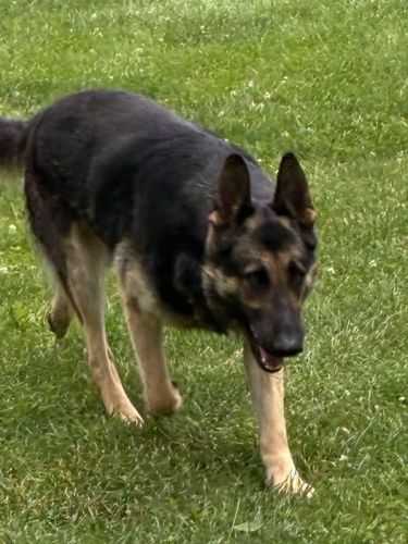 German Shepherd AKC 4 yr old male