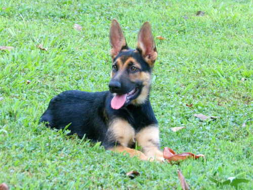 Laredo - German Shepherd Dog puppy