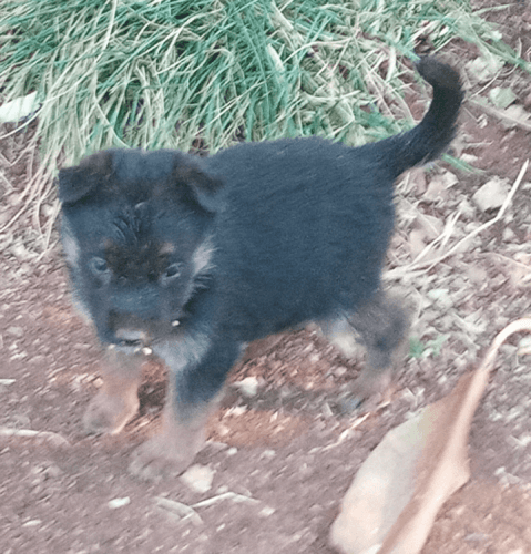 ???? Purebred German Shepherd Puppies for Sale ????