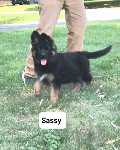 Longhair German Shepherd Pups