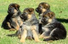 Male And Female German *** Shepherd