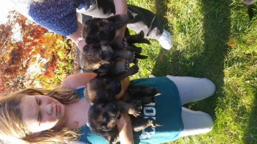 akc german shepard puppies