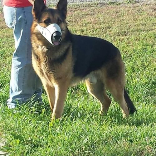 Christmas EXlarge German Shepherd Pups
