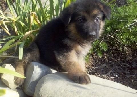 Akc Registered German Shepherd For Sale