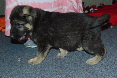 Lizzie Akc Female And Male German Shepherd Puppies