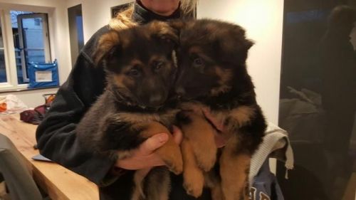 Akc German Shepherd Puppies (***) ***-***0