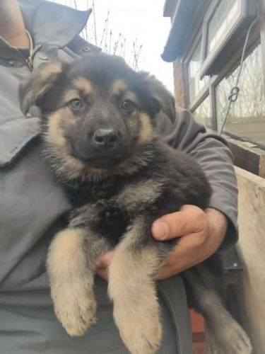 Pure German Shepherd for sale
