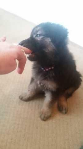 German Shepard pups for sale now