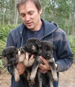 German Shepherd Puppies For Pet-loving Family