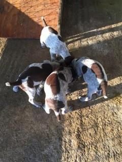 Akc Reg German Shorthaired Pointer Puppies