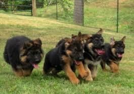 German shepherd Puppies for adoption