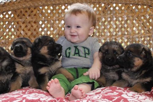 Beautiful German Shepherd Puppies